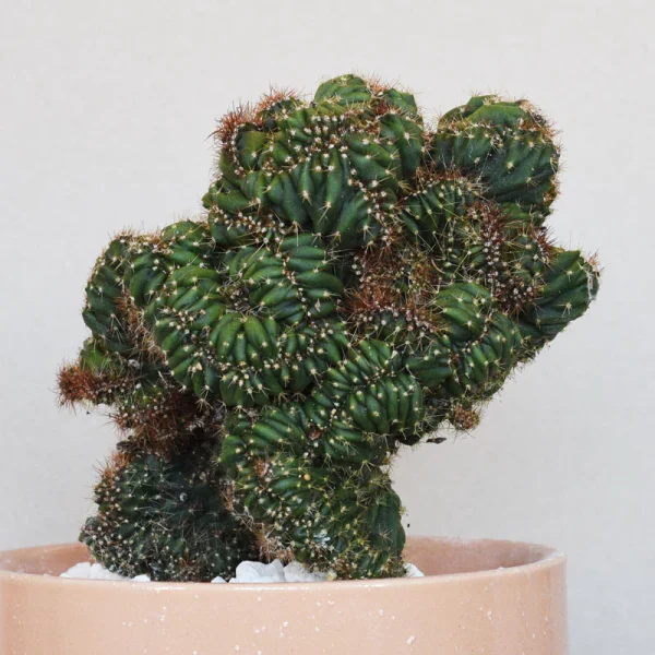 Popcorn- Mutant Cactus