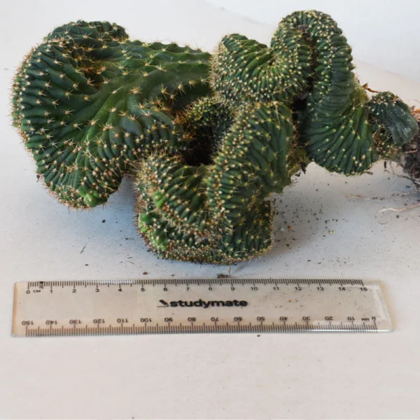 Popcorn- Mutant Cactus