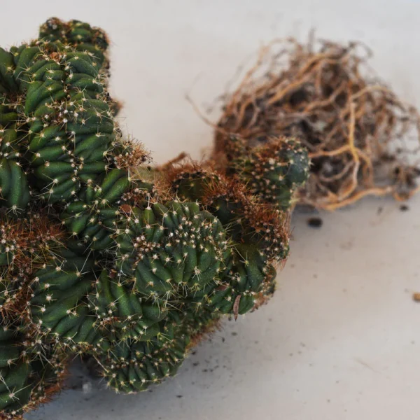 Popcorn- Mutant Cactus