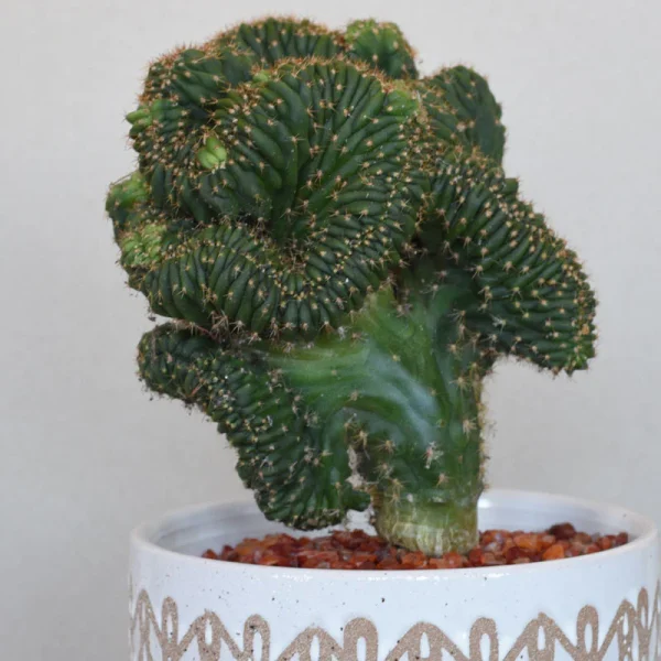 Spiral Out- Mutant Cactus