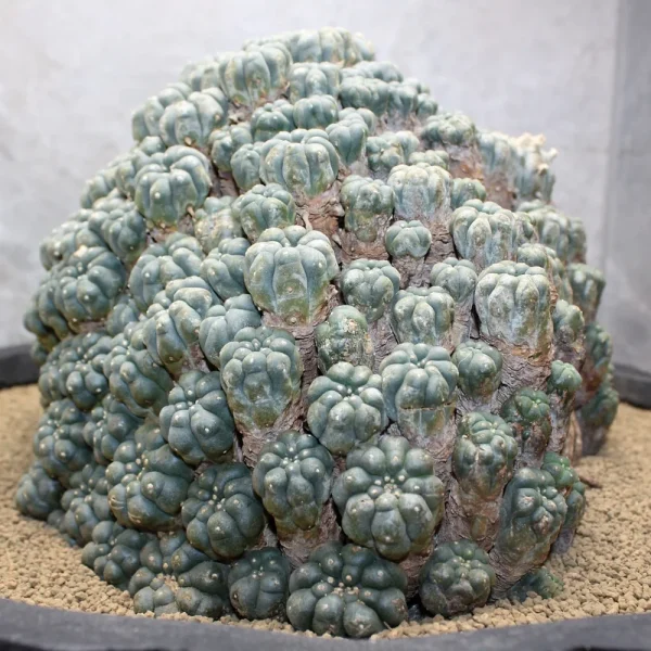 Lophophora Williamsii Caespitosa 1972 Seed