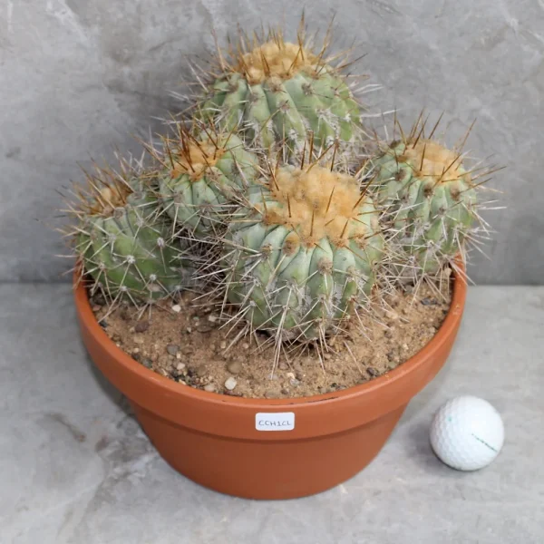 Copiapoa cinerea ssp haseltoniana