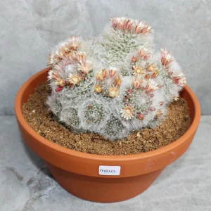 Mammillaria Bocasana