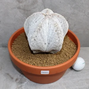 Astrophytum Myriostigma