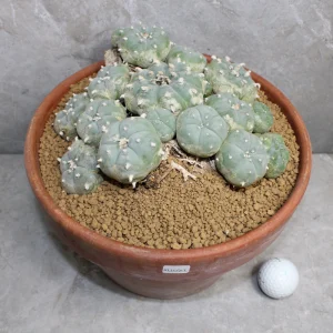 Peyote XL Lophophora Williamsii