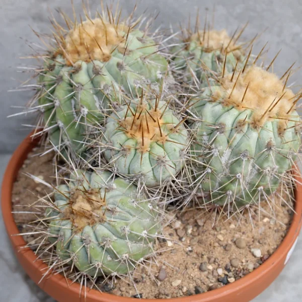 Copiapoa cinerea ssp haseltoniana