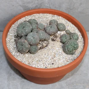 Peyote L Caespitosa