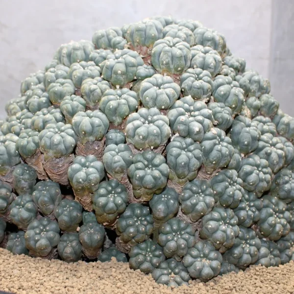 Lophophora Williamsii Caespitosa 1972 Seed