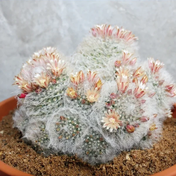 Mammillaria Bocasana