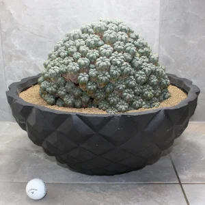 Lophophora Williamsii Caespitosa 1972 Seed