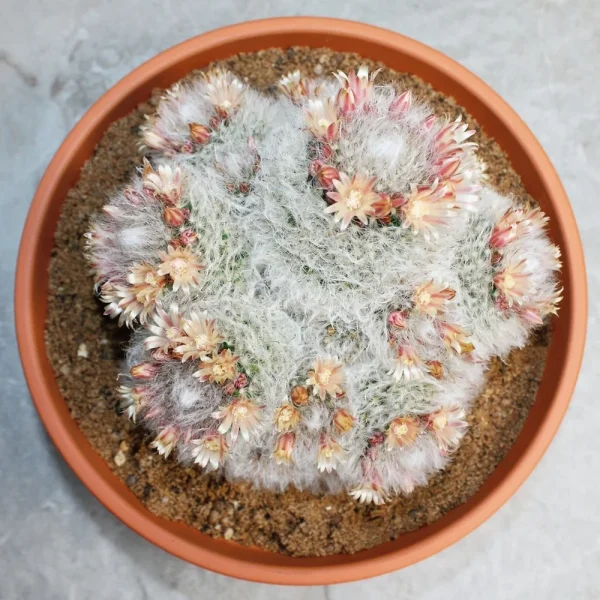 Mammillaria Bocasana