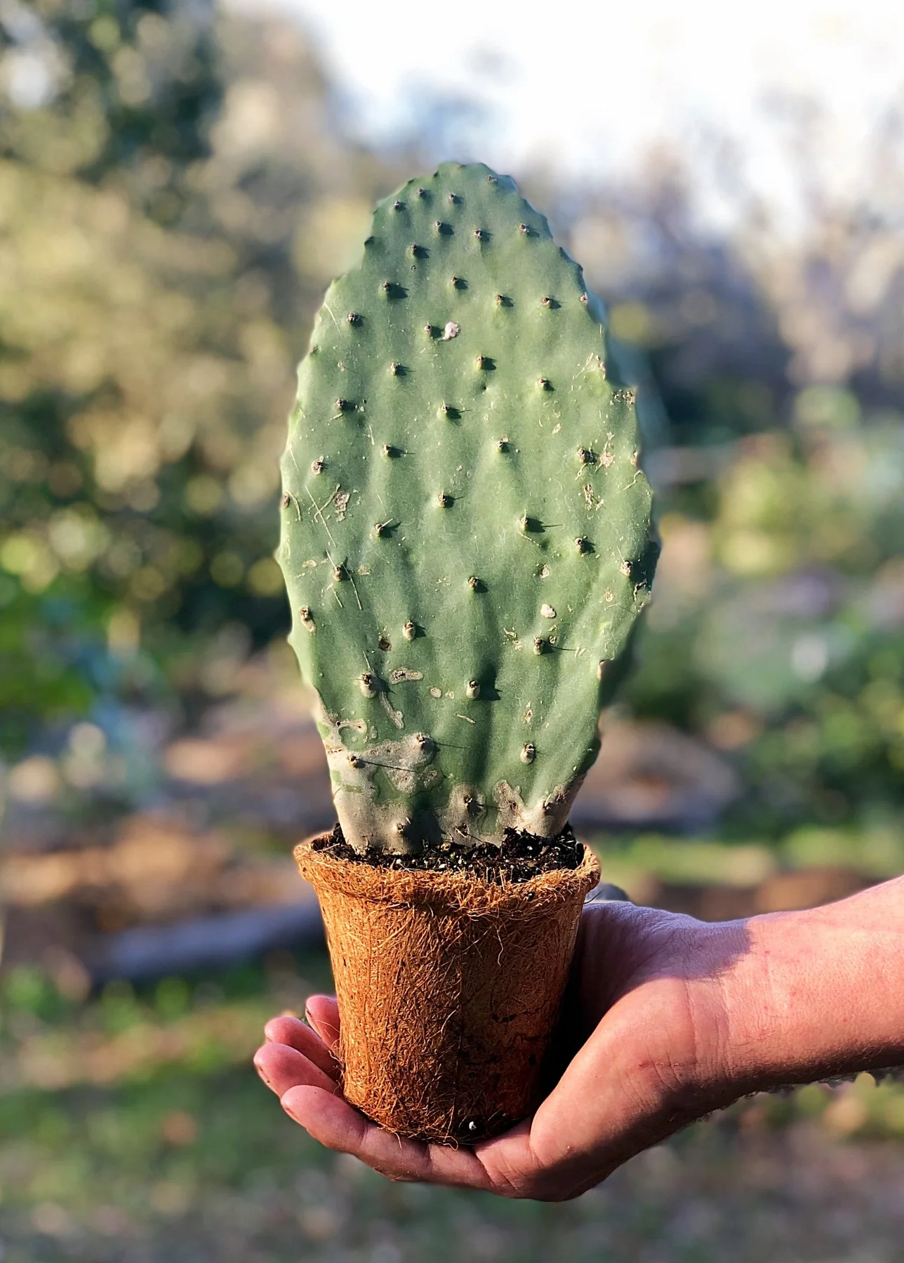 Buy peyote seed