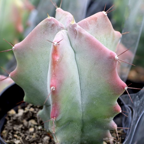 Stenocereus pruinosus - Gray Ghost Organ Pipe