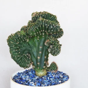 Mutant Cactus