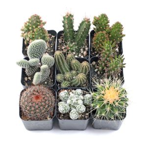 Cacti Set of 9