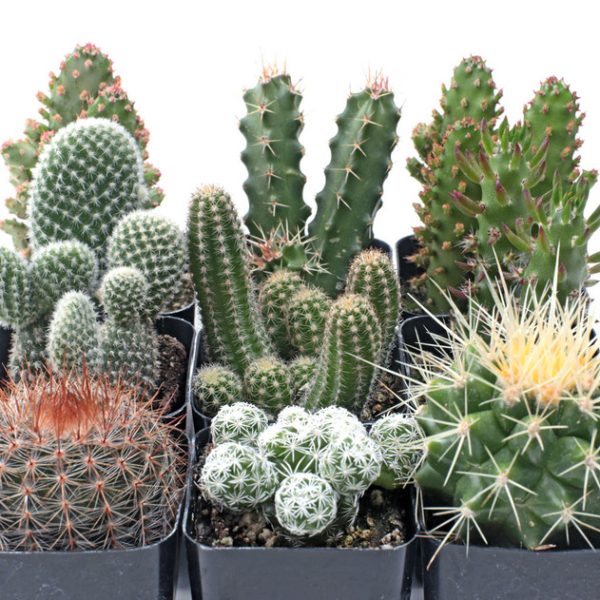 Cacti Set of 9