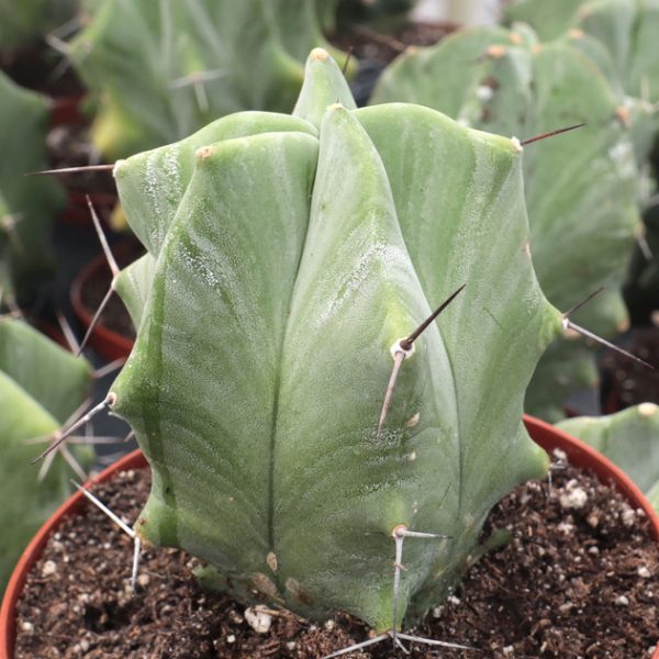 Stenocereus pruinosus - Gray Ghost Organ Pipe